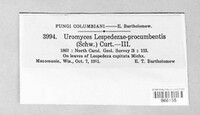 Uromyces lespedezae-procumbentis image